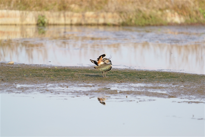 ^Q,Northern Lapwing