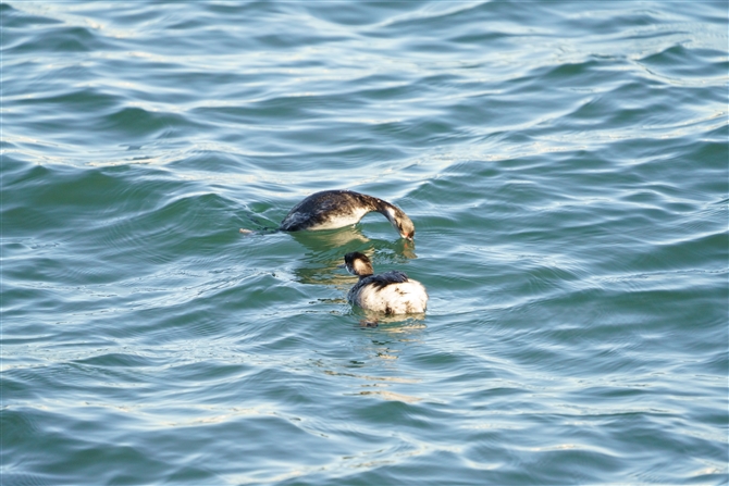 nWJCcu,Black-necked Grebe