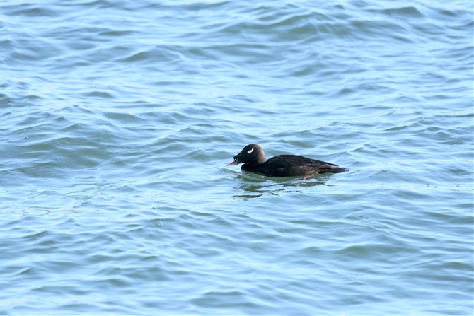 r[hLN,Velvet Scoter