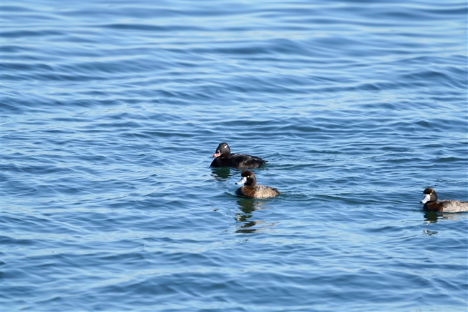 r[hLN,Velvet Scoter