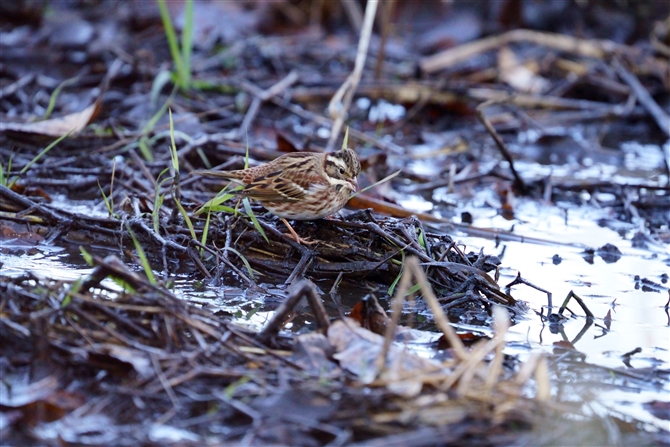 JV_J,Rustic Bunting