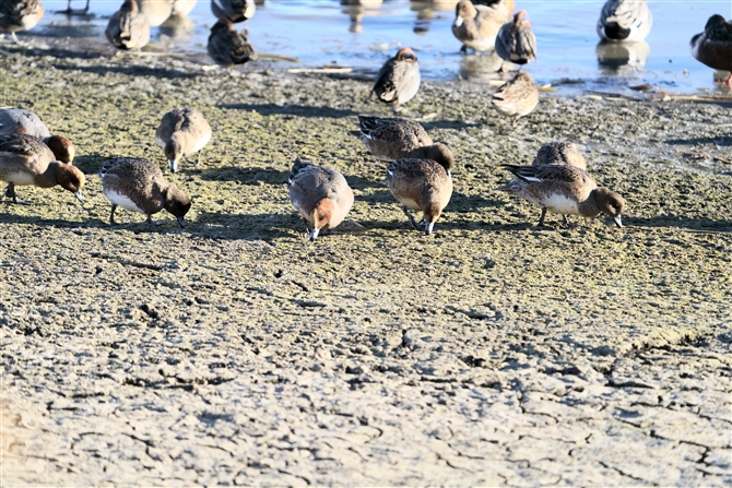 qhK,Eurasian Wigeon