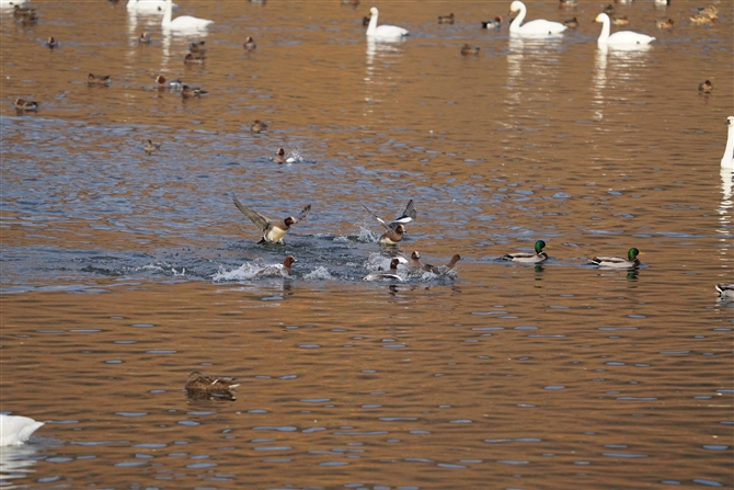 qhK,Eurasian Wigeon