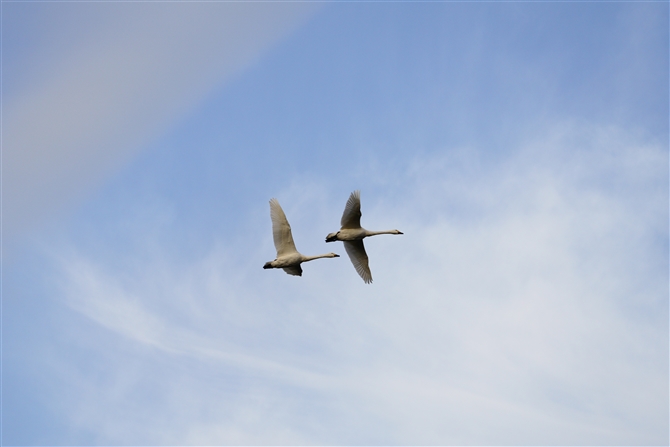 RnN`E,Tundra Swan