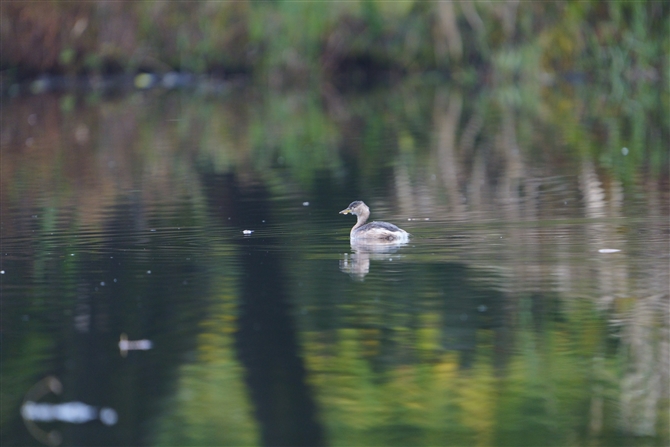 JCcu,Little Grebe