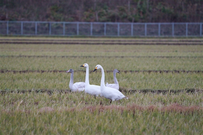 RnN`E,Tundra Swan
