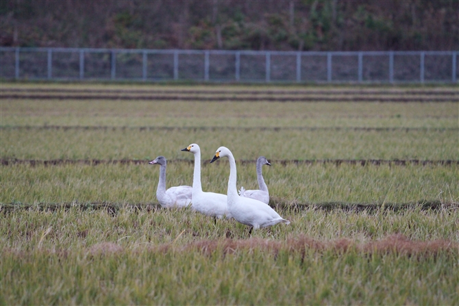 RnN`E,Tundra Swan