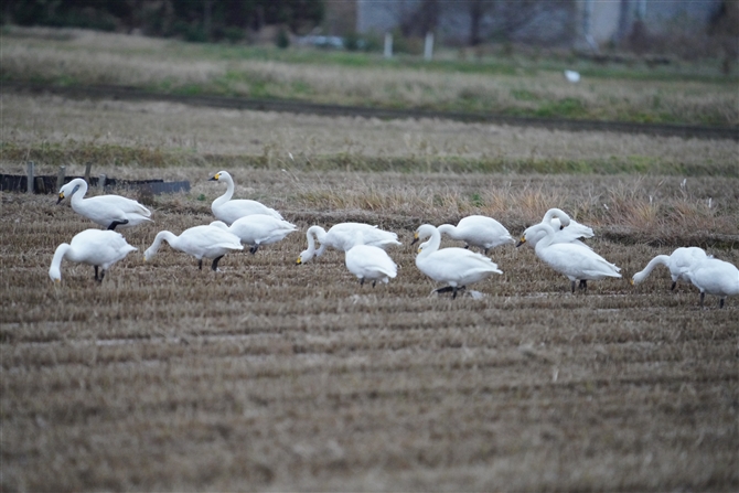 RnN`E,Tundra Swan