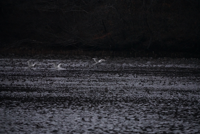 RnN`E,Tundra Swan