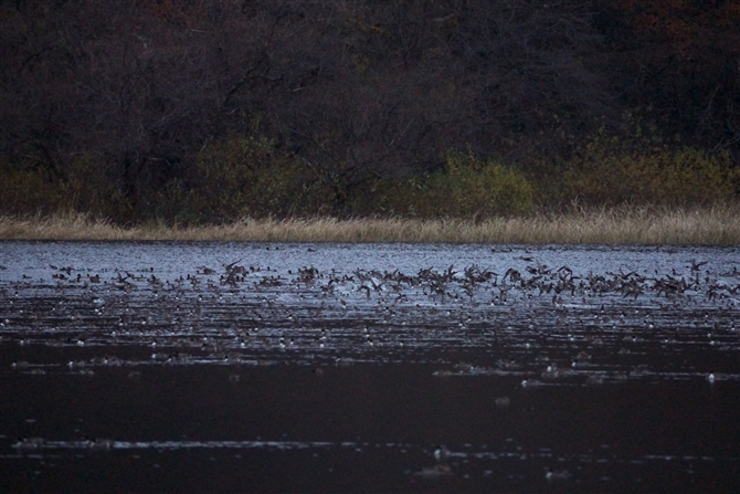 RnN`E,Tundra Swan