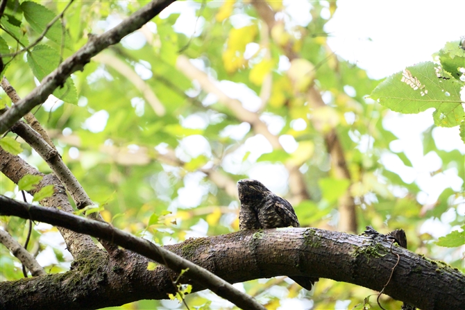 ^J,Jungle Nightjar