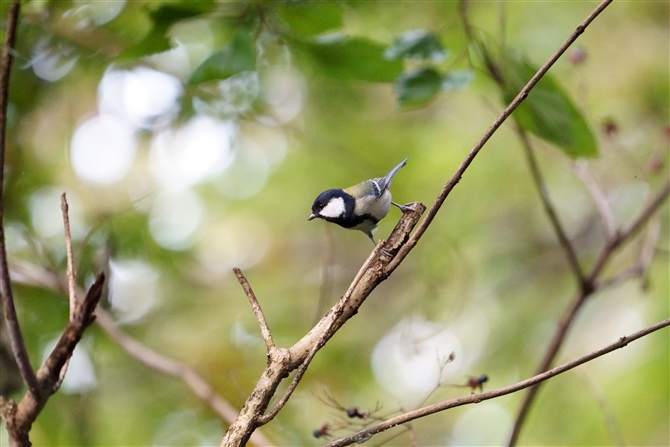 VWEJ,Japanese Tit