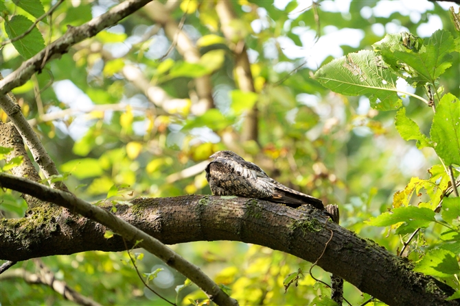 ^J,Jungle Nightjar