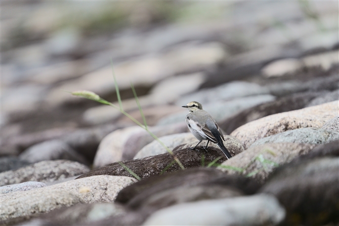 nNZLC,White Wagtail