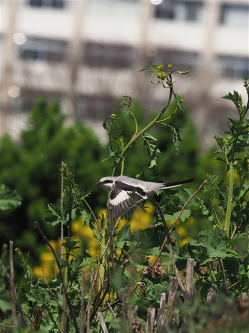 IIJY,Chinese Grey Shrike