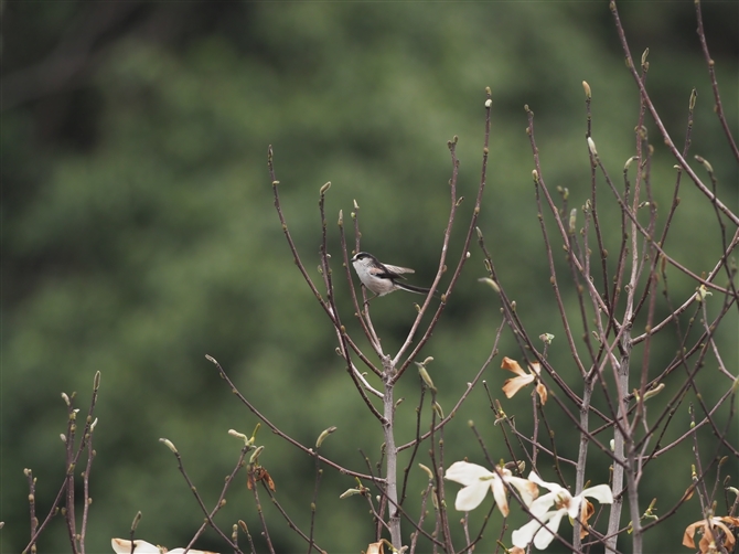 GiK,Long-tailed Tit