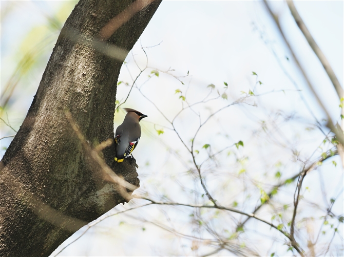 LWN,Bohemian Waxwing