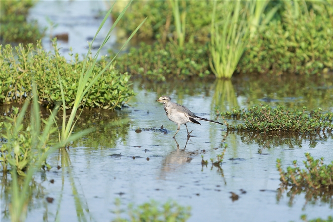 nNZLC,White Wagtail