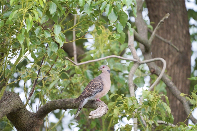 LWog,Oriental Turtle Dove