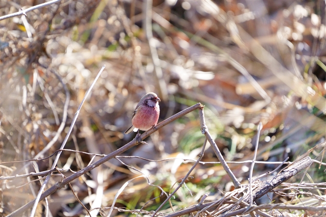 ベニマシコ,Long-tailed Rosefinch