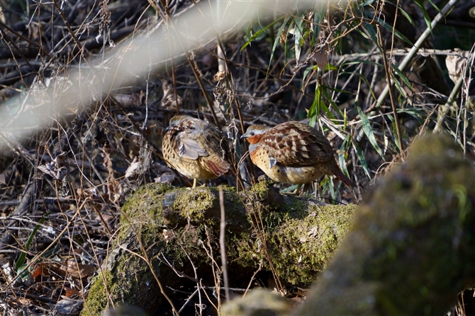 RWPC,Chinese Bamboo Partridge