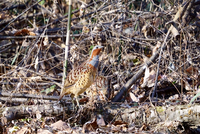 RWPC,Chinese Bamboo Partridge