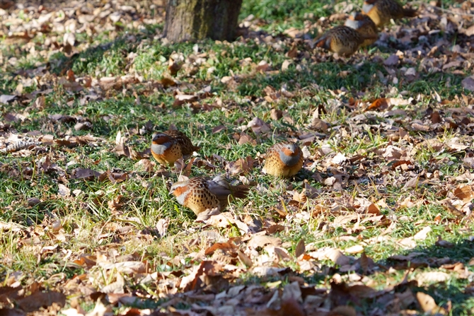 RWPC,Chinese Bamboo Partridge