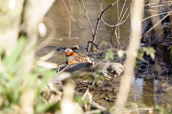 RWPC,Chinese Bamboo Partridge