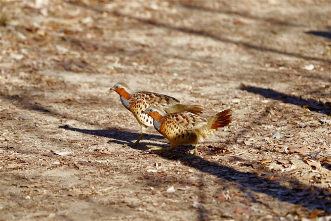 RWPC,Chinese Bamboo Partridge