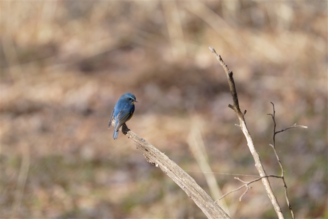 ルリビタキ,Red-flanked Bluetail