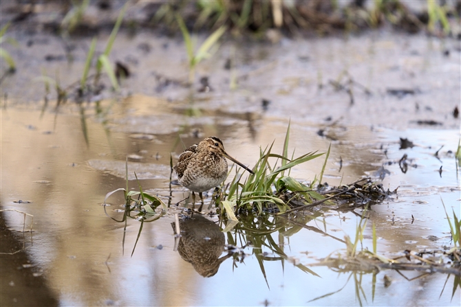 ^VM,Common Snipe