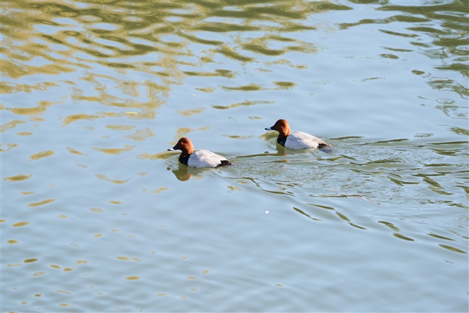 zVnW,Common Pochard