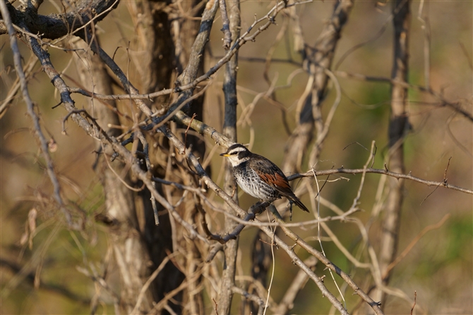 cO~,Dusky Thrush