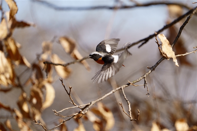 WEr^L,Daurian Redstart