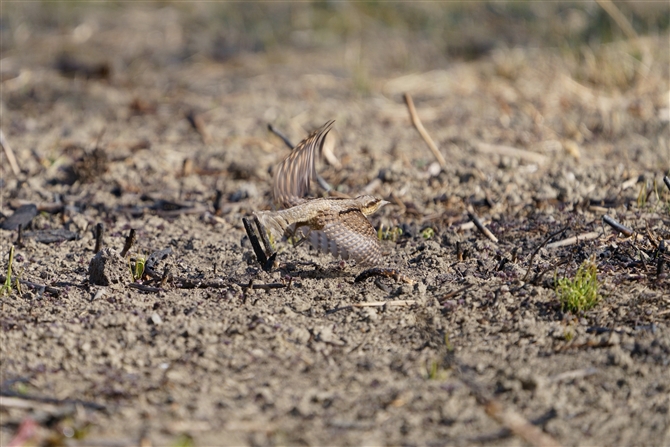 AXC,Eurasian Wryneck