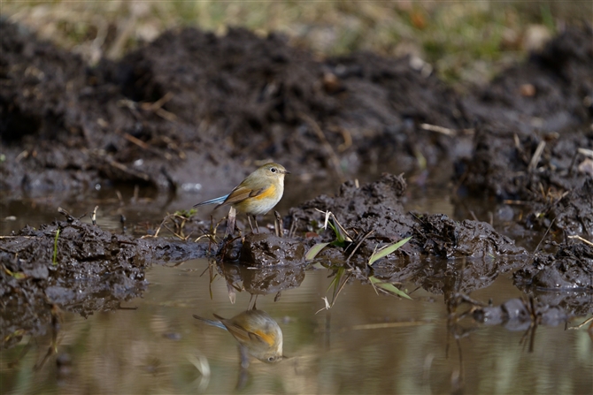 r^L,Red-flanked Bluetail