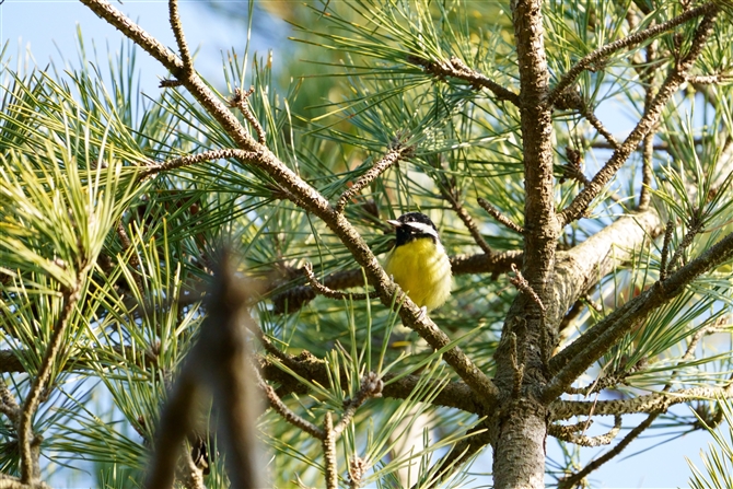 LoK,Yellow-bellied Tit