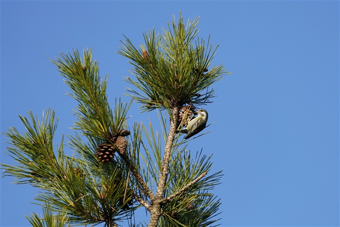 LoK,Yellow-bellied Tit