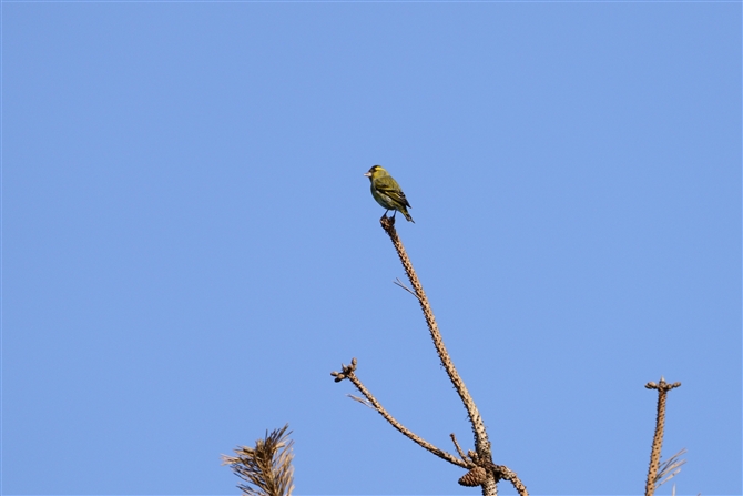 }q,Eurasian Siskin