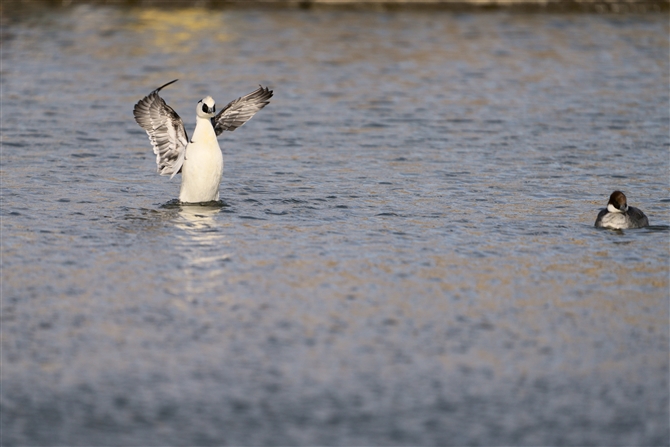 ~RACT,Smew