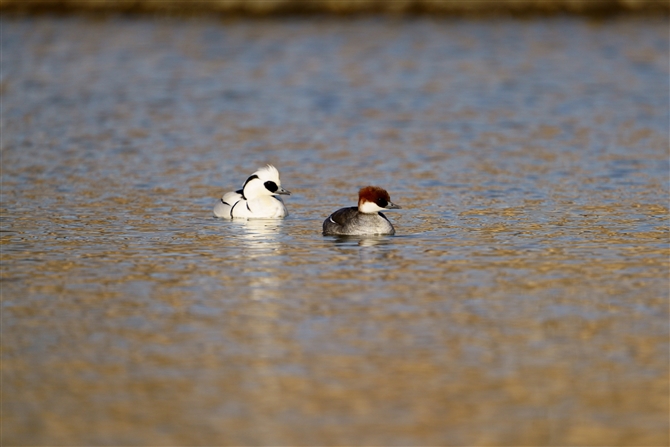 ~RACT,Smew