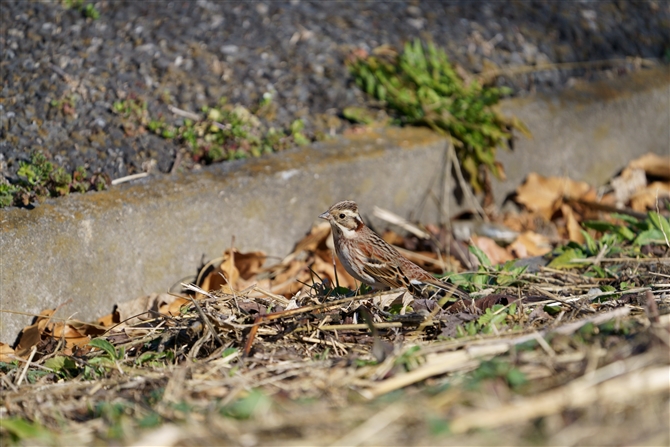 JV_J,Rustic Bunting