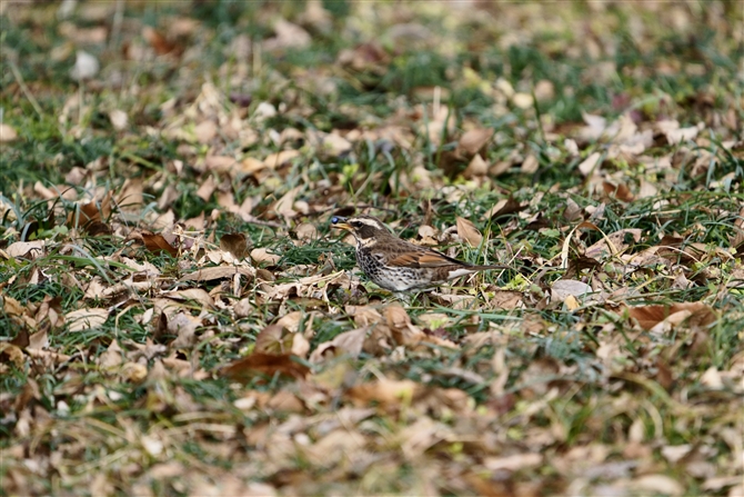 cO~,Dusky Thrush