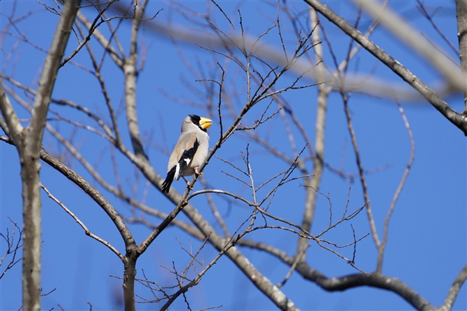 CJ,Japanese Grosbeak