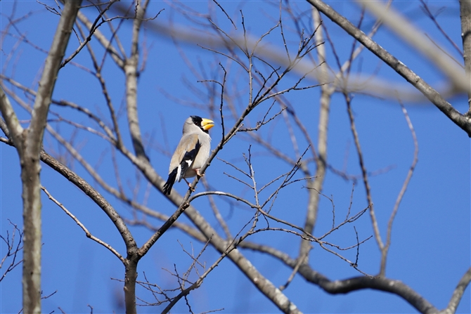 CJ,Japanese Grosbeak