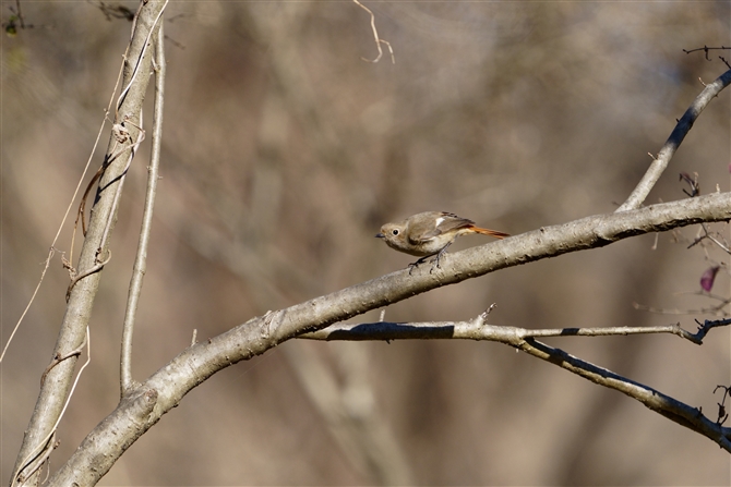 WEr^L,Daurian Redstart