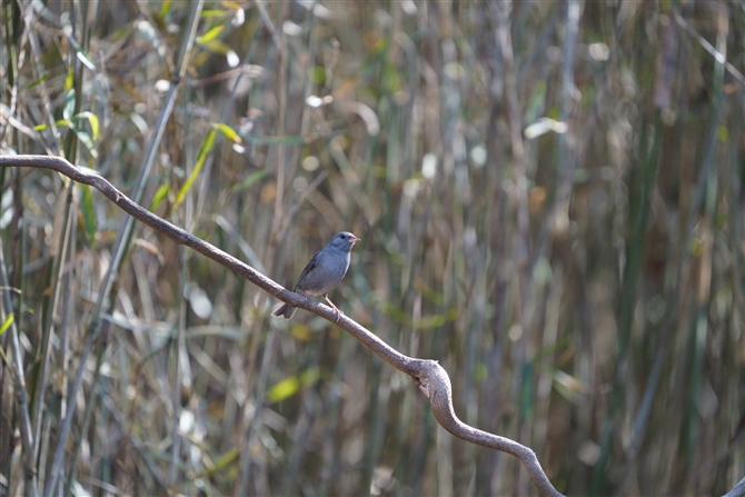 NW,Gry Bunting