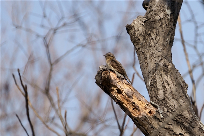 CJ,Japanese Grosbeak