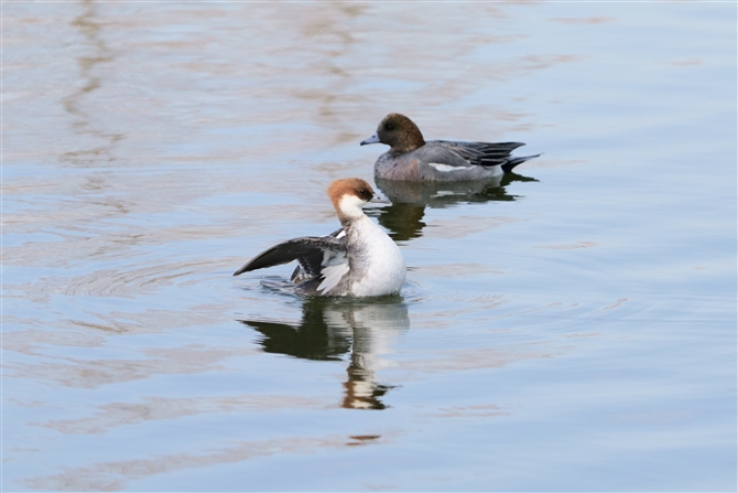 ~RACT,Smew