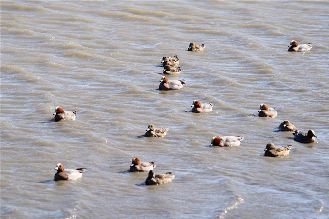 qhK,Eurasian Wigeon